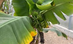 Şehrin Ortasında Tropikal Üretim