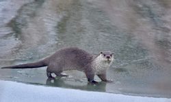 Yaban hayatının nadir türü: Su samuru