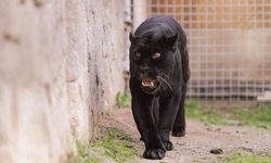 Jaguar Juliet, yaşama veda etti