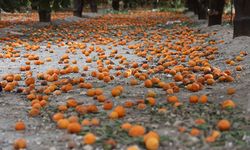 Toprak turuncuya döndü