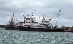 Denizlerde bol ama ağlara girmiyor