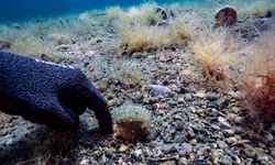 Marmara'da umut! Gün geçtikçe çoğalıyor