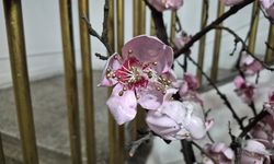 Atık şişeler güle dönüştü