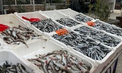 Palamut yok: Tezgahlarda hamsi rüzgarı!