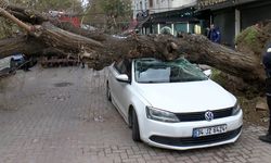 Güngören’de rüzgar kabusu: Ağaç 4 araca düştü