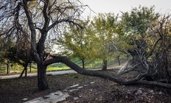 Bakırköy Botanik Park bakımsızlığa mahkum edildi