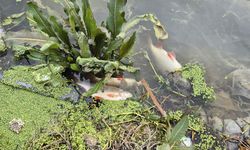 İstanbul’da gölette korkunç manzara: Ölü balıklar kıyıya vurdu