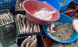 Beykoz’da ele geçirilen balıklar ihtiyaç sahiplerine dağıtıldı