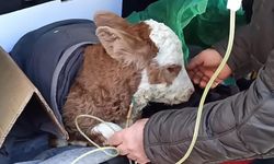 Buzağı bagajda serumla ayağa kalktı