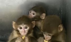 3 makak maymunu koruma altında