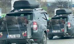 Arnavutköy'de ilginç görüntü! Ölü domuzu aracın arkasında taşıdılar