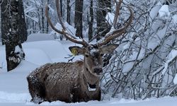 ‘Karlar içinde salınan güzellik’