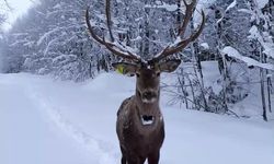 Kartepe’de kartpostallık doğal yaşam