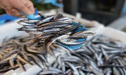 Geç soğuyan deniz, hamsiyi kaçırdı