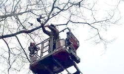 Ayağına ip dolanan güvercin, kurtarıldı