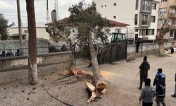 Lodos dev ağacı devirdi