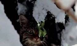 Karlar arasında yaban kedisi görüntülendi