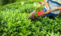 2025’te yaş çay rekoltesi 1 milyon 338 bin ton oldu
