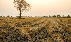 Kuraklık üretimi vurdu, çiftçi destek bekliyor