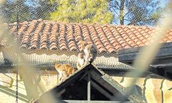 Fıstık artık yalnız değil