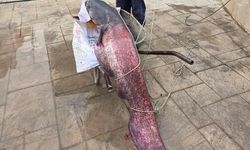 30 kiloluk yayın balığı oltaya takıldı