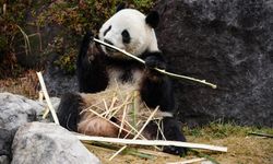 Japonya pandalarına veda ediyor