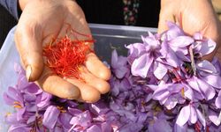 Safranın fiyatı rekor kırdı