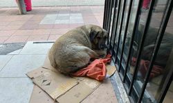 İstanbul Valisi Gül'den sokak hayvanlarıyla ilgili açıklama: Toplanıp güvenli yerlere götürülmesi lazım