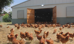 Tavuk eti ve yumurta üretimi düşüşte