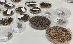 Tohumda ithalatçı değil ihracatçı ülkeyiz