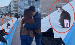 Dünyanın en tüylü tripodu: Kedipod!