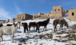 Yılkı atları fotoğrafçıların gözdesi oldu