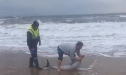 Karaya vuran yunusu vatandaşlar kurtardı