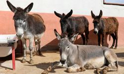 At, eşek ve katırlarda tarihi düşüş!
