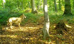 'Kurtlar konseyi' Uludağ'da toplandı