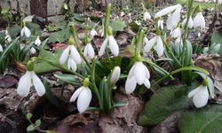 Kardelenler yüzünü  erken gösterdi