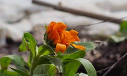 Çiçekler karlar arasında açtı!