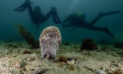 Tuzla, Marmara'ya umut oldu