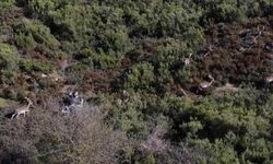 Tuzla'daki geyikler ilgi odağı oldu