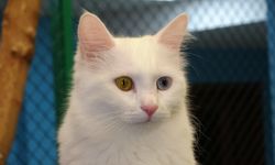 Sokağımızın, evimizin neşesi kediler!