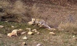 Kırmızı listedeki vaşak fotokapana takıldı