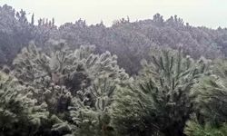 Yüksek kesimlerde kar yağışı etkisini sürdürüyor