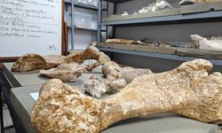 7,7 milyon yıllık 103 fosil parçasi bulundu