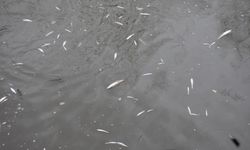 Çayda korkutan görüntü: Yüzeye çıkan balıklar ölüyor