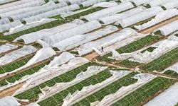 Yağmur ve hortum sebze-meyveyi vurdu