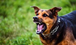 İstanbul’da kuduz riskine rekor müdahale!