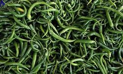 Batı Akdeniz'de ihracat şampiyonu, 'biber'