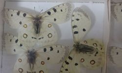 Böcek korkusunu yenen müze