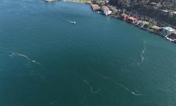 Kirlilik denizanasını yüzeye çıkardı