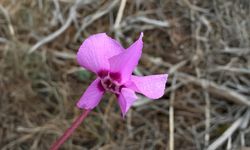 Endemik çiçekler Çameli’nde baharı müjdeliyor